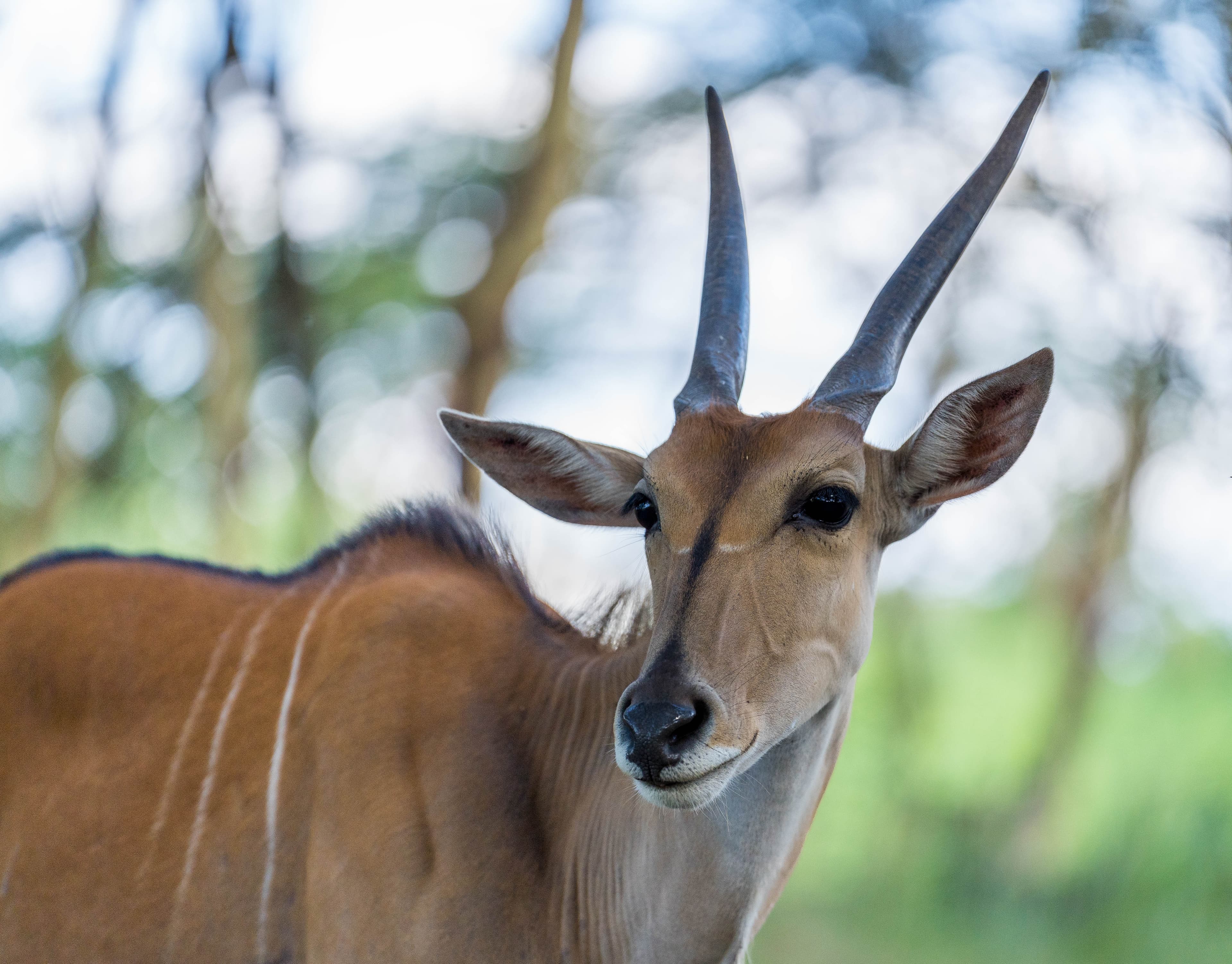 Antelope