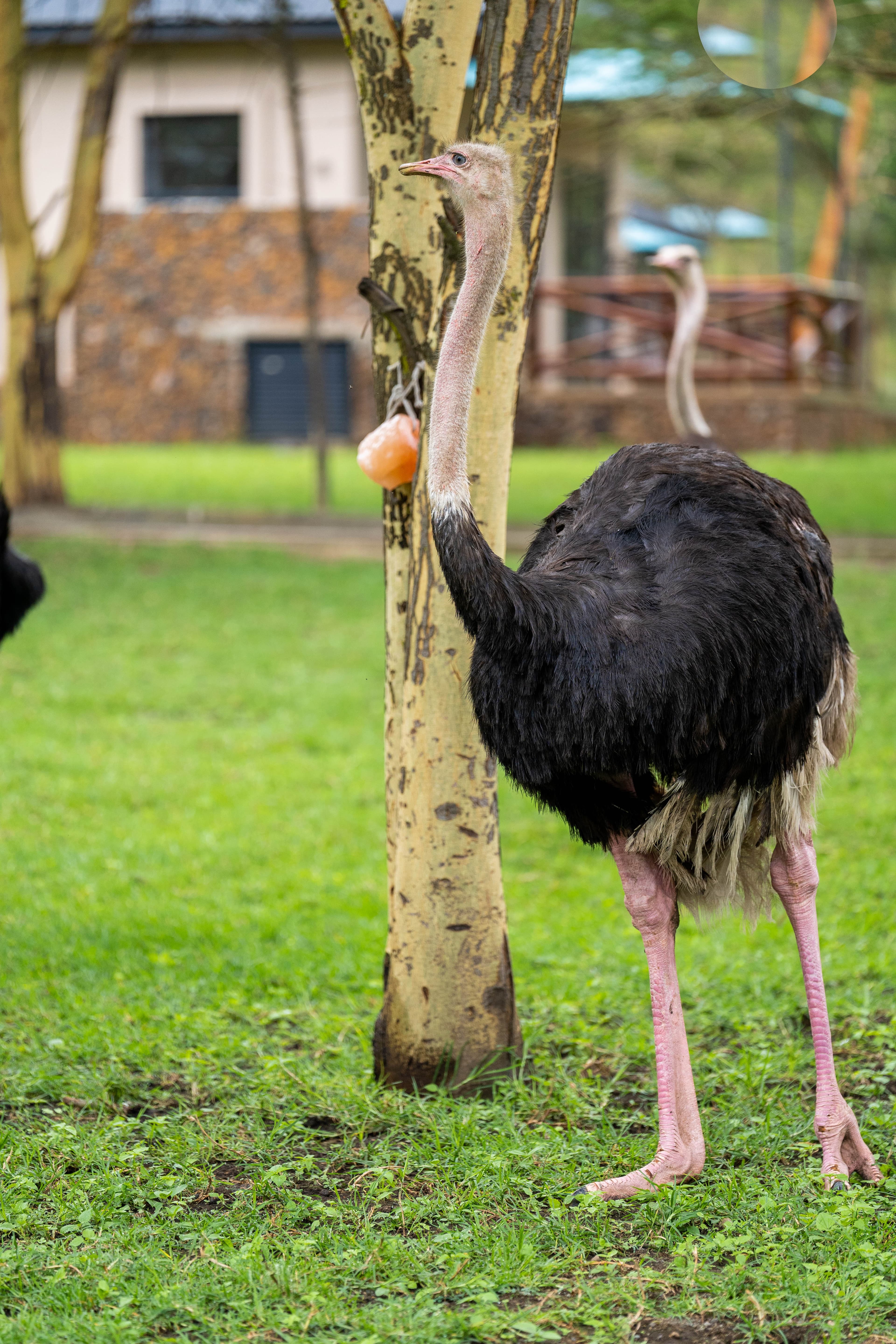 Ostrich