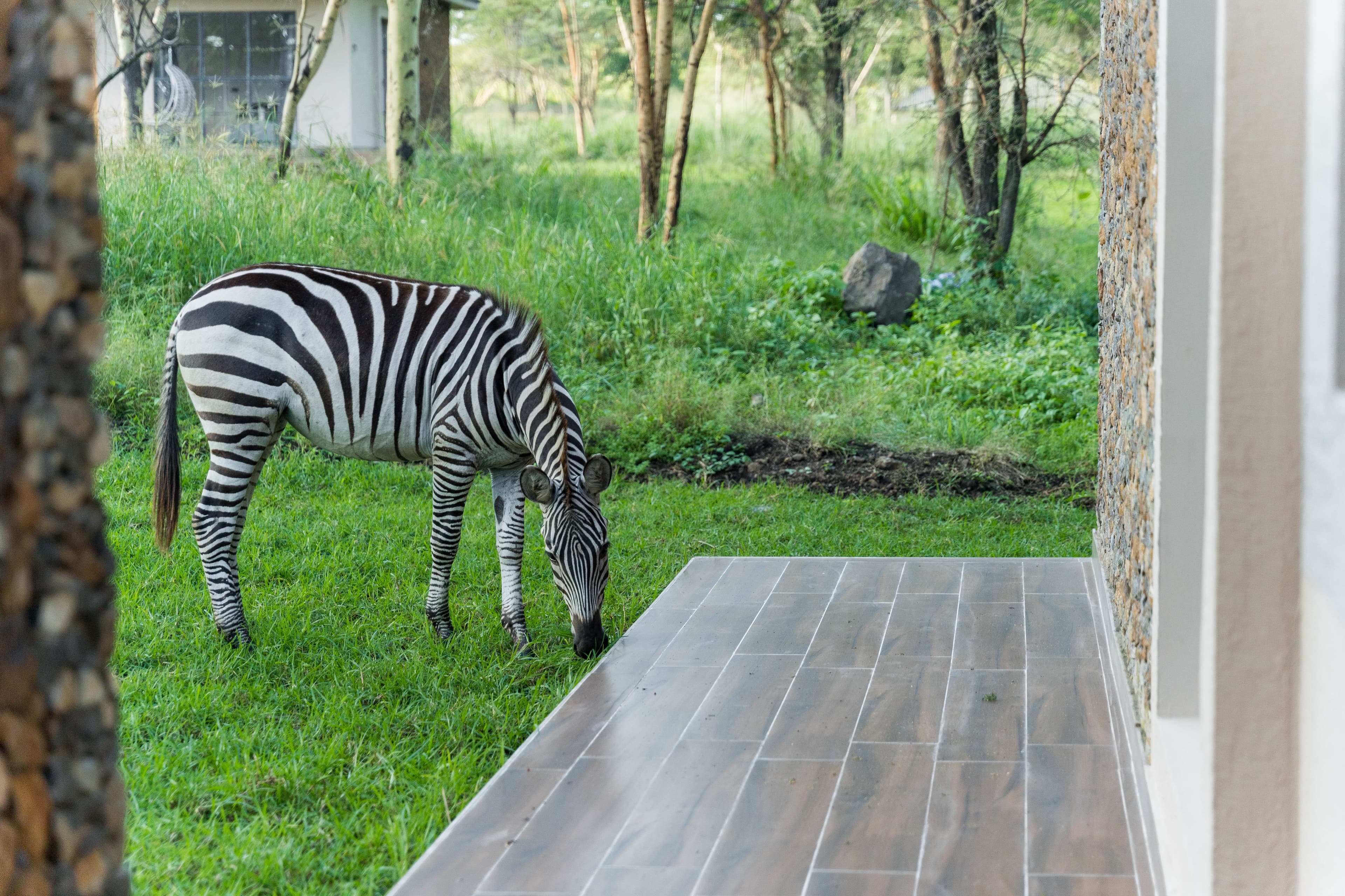 Zebra